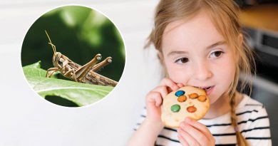 Kekse und Nudeln aus pulverisierten Insekten? – EU-Kommission gibt Würmer und Grillen zum menschlichen Verzehr frei
