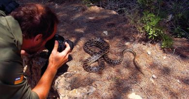 Für Schlangen ist Ibiza ein kulinarisches Schlemmerparadies – Eine frisst etwa 500 Eidechsen – Privatleute und Umweltsc  
