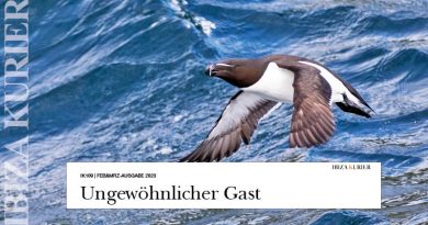 Weiterer ‚Pinguin-Vogel‘ in Cap Martinet gesichtet – Grund für die Reise vom Nordatlantik bis an Ibizas Strände unbekannt