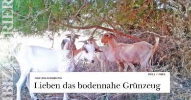 Hungrige Hornträger halten den Wildwuchs in Schach  – Inselgemeinden setzen Ziegen zum Schutz vor Waldbränden ein