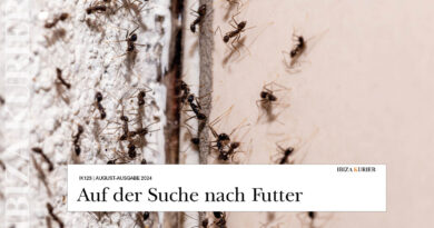 Klein und im Haus sehr lästig: Ameisen suchen ihren Weg – Landhäuser auf Ibiza sind oft betroffen: Welche Mittel helfen?