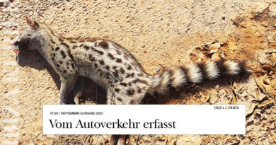 Tote Ginsterkatze am Straßenrand gefunden – Mehr Exemplare der scheuen Wildkatzen Ibizas